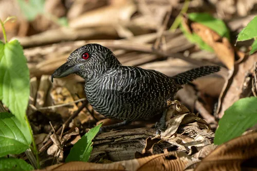 Fasciated Antshrike