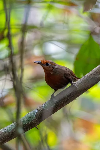 Uirapuru-da-guiana