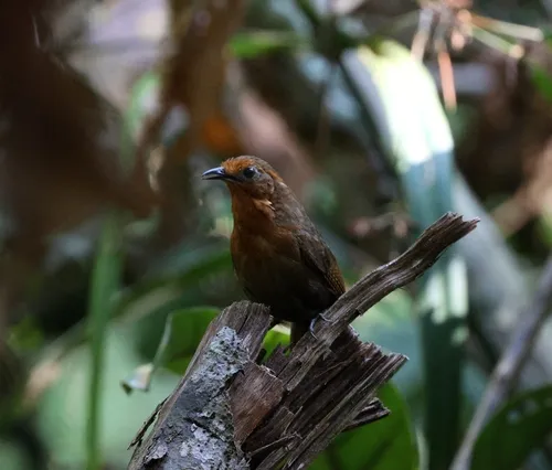 Ferruginous Wren