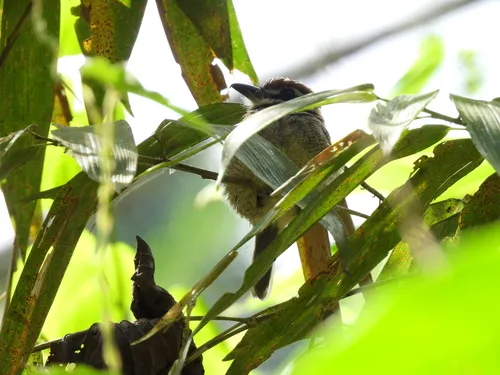 Chestnut-capped Puffbird