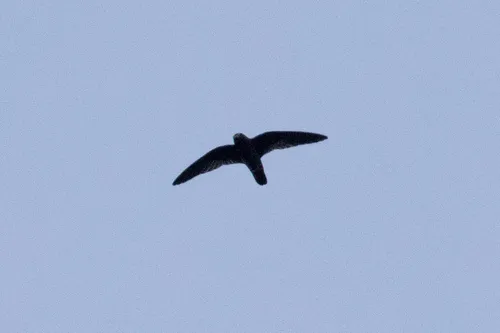 White-chinned Swift