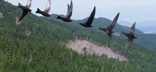Black Swift