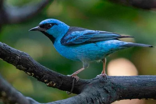 Blue Dacnis