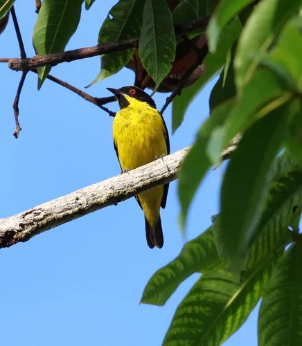 Yellow-bellied Dacnis