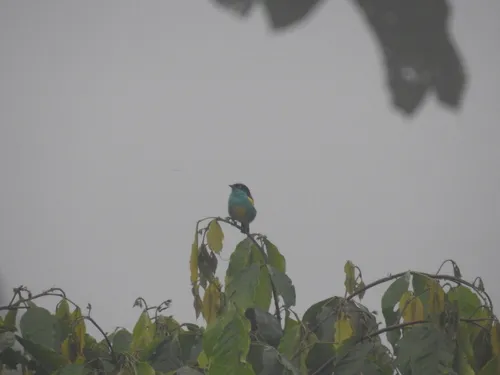 Black-faced Dacnis