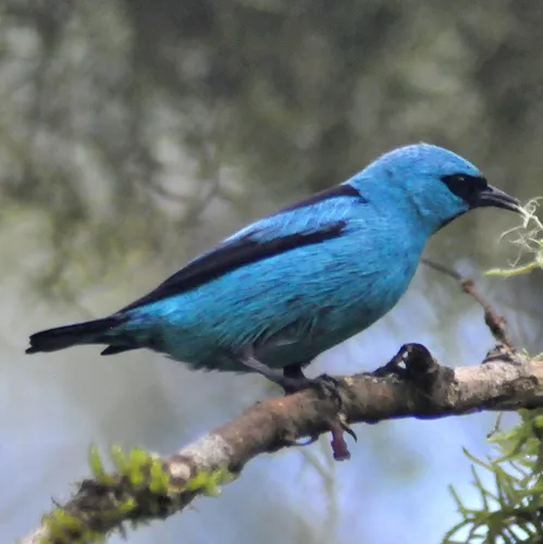 Saí-de-pernas-pretas