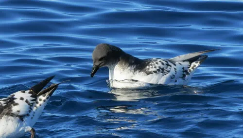 Cape Petrel