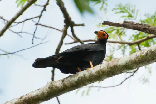 Black Caracara