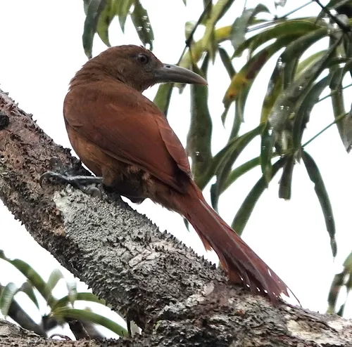 Deville's Woodcreeper