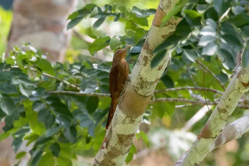 Arapaçu-galinha-da-guiana