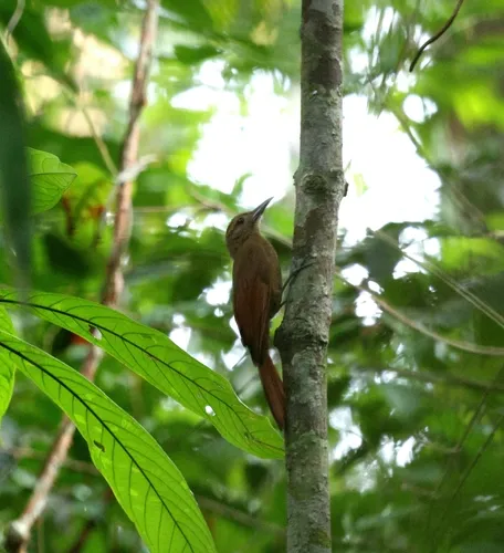 d'Orbigny’s Woodcreeper