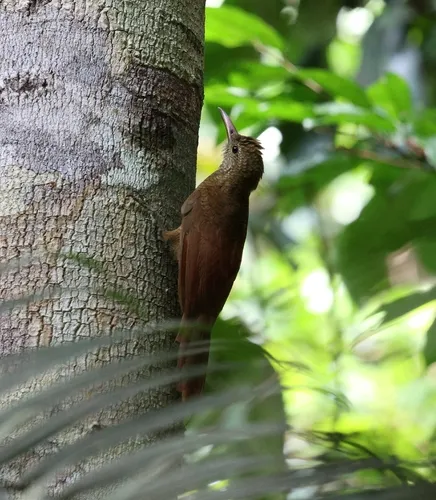 Juruá Woodcreeper