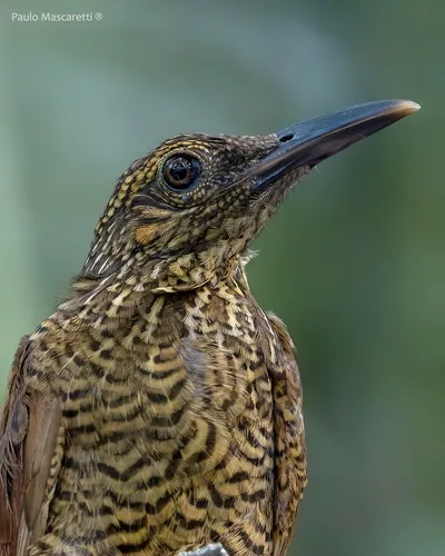 Black-banded Woodcreeper