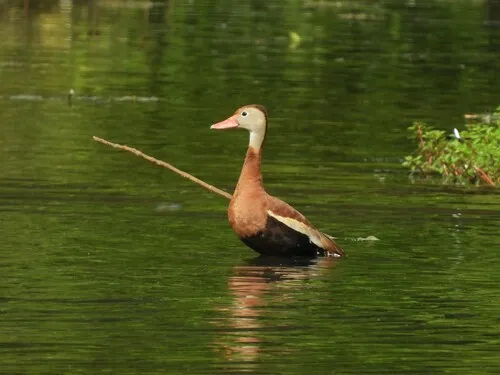 Black-bellied Whistling-Duck