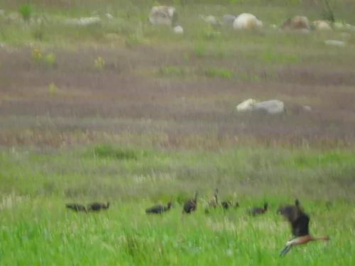 Fulvous Whistling-Duck