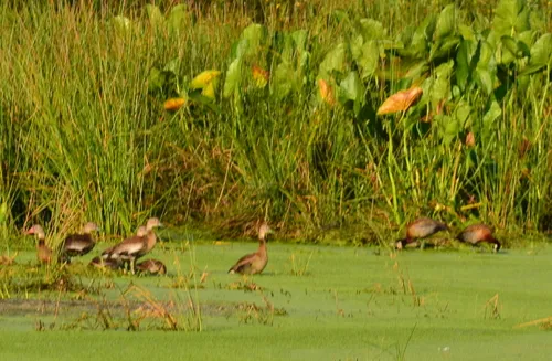 White-faced Whistling-Duck