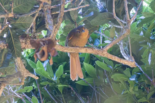 Buff-fronted Foliage-gleaner