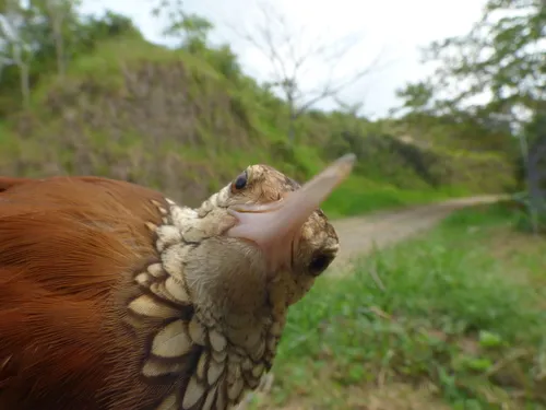 Straight-billed Woodcreeper