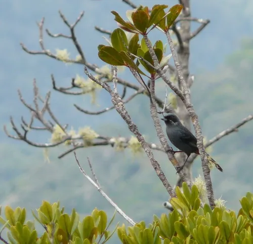 Greater Flowerpiercer
