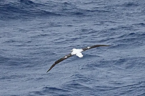 Tristan Albatross