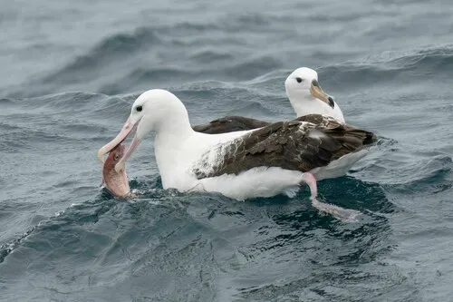 Royal Albatross