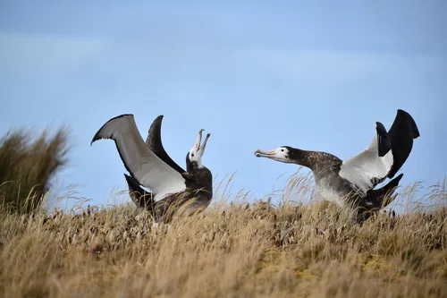Wandering Albatross