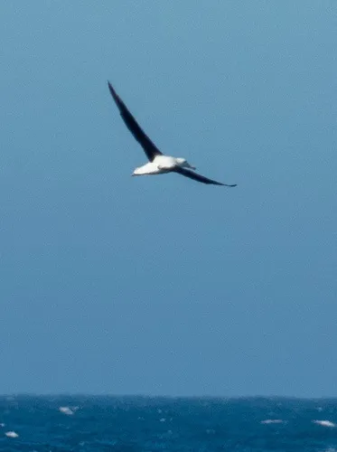 Northern Royal Albatross