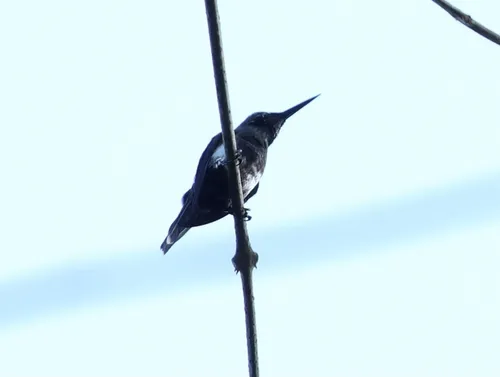 Black-bellied Thorntail