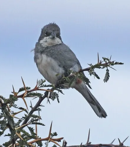 Common Diuca-Finch