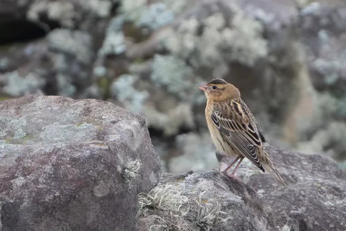 Bobolink