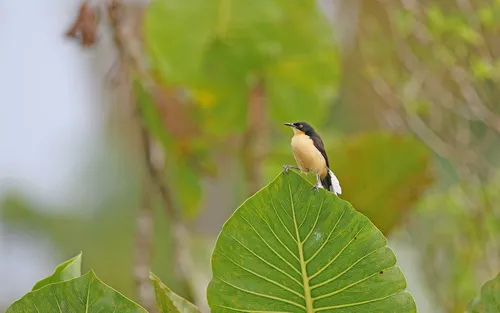 Black-capped Donacobius