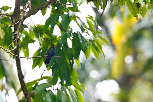 Blue-fronted Lancebill