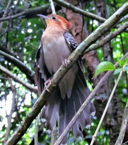 Pavonine Cuckoo