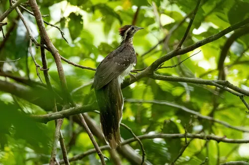 Pheasant Cuckoo