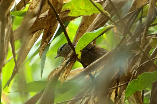 Rufous-tailed Antbird