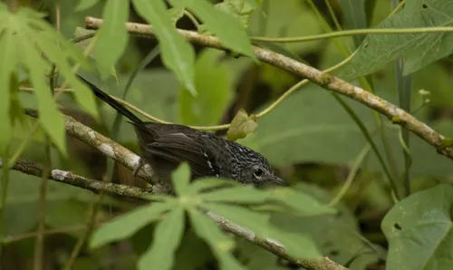 Choquinha-carijó