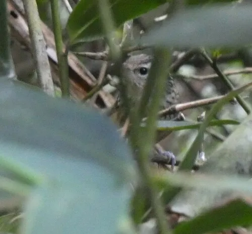 Choquinha-de-dorso-vermelho