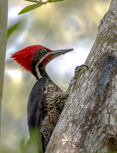 Pica-pau-de-banda-branca