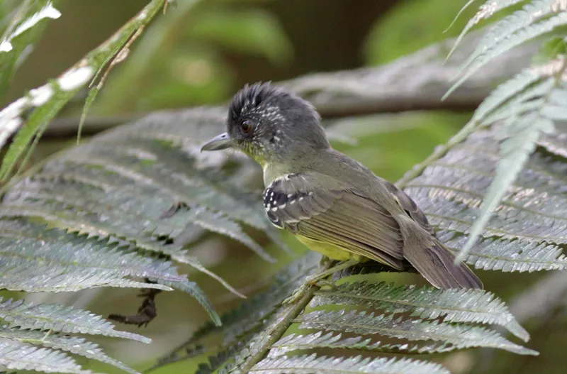 Spot-breasted Antvireo