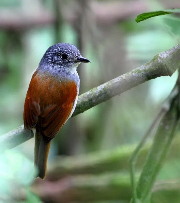 Choquinha-de-asa-ferrugem