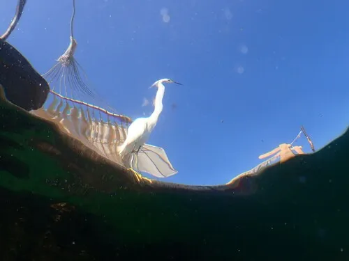 Garça-branca-pequena