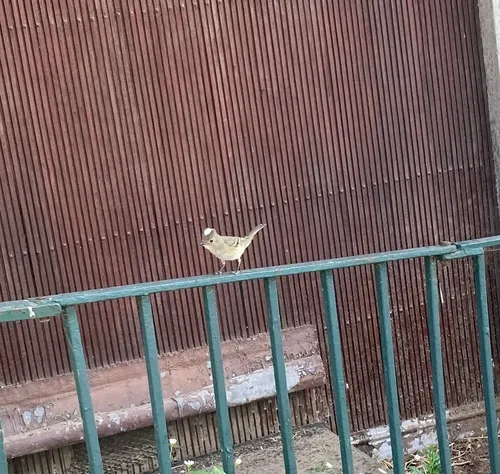 Guaracava-de-crista-branca