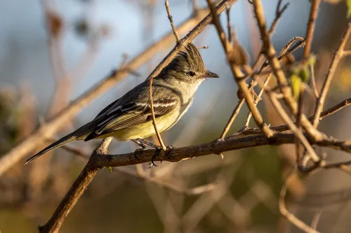 Guaracava-de-topete-uniforme