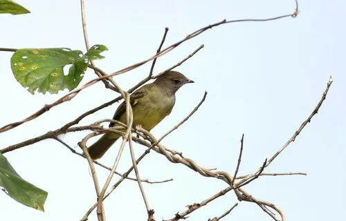 Yellow-bellied Elaenia