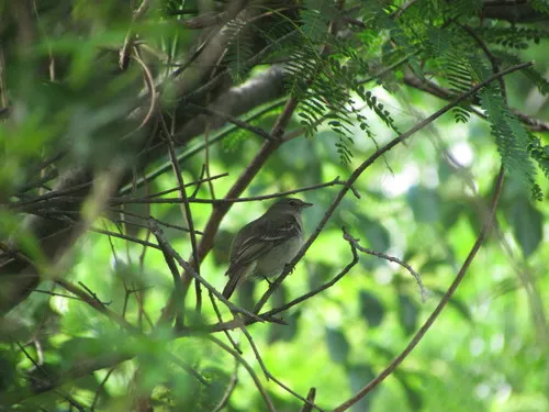 Olivaceous Elaenia