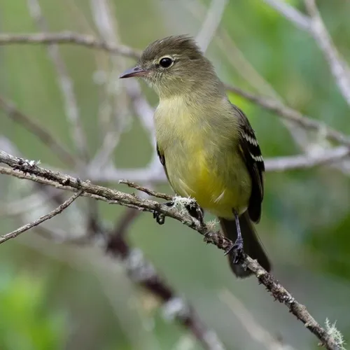 Roraiman Elaenia