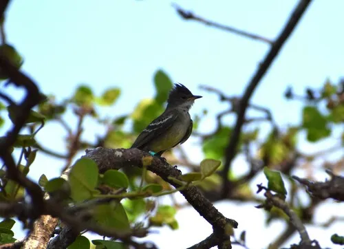 Noronha Elaenia
