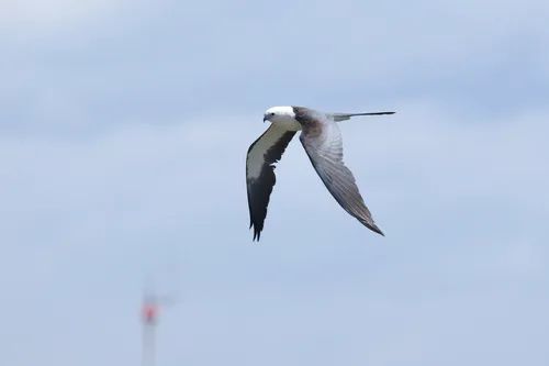 Swallow-tailed Kite