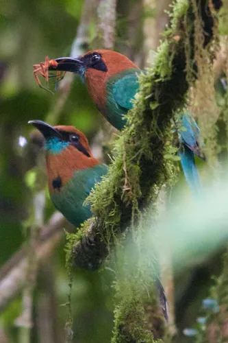 Udu-de-bico-largo