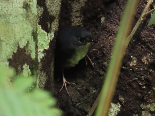 White-breasted Tapaculo